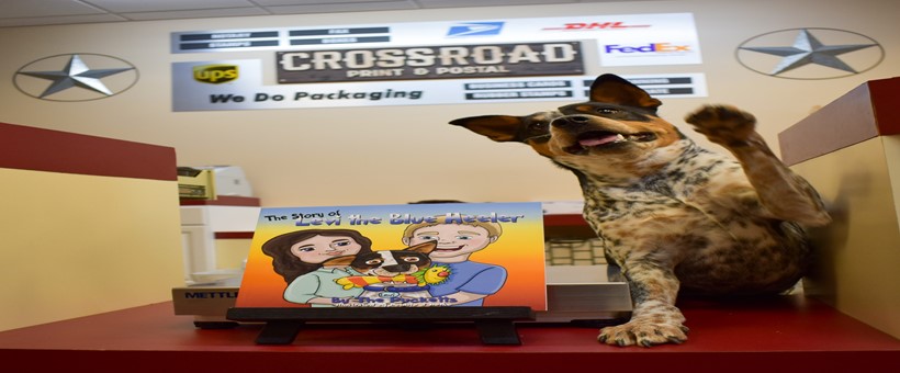 The Story of Levi the Blue Heeler